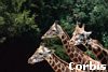 girafferkewl.jpg
