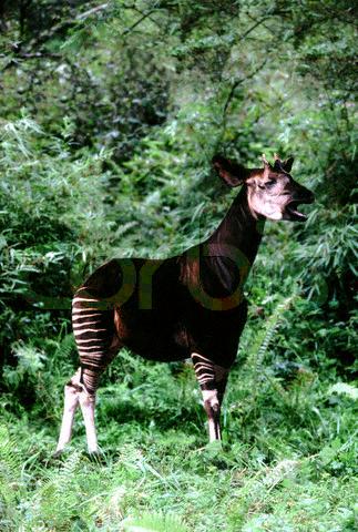 okapi2.jpg